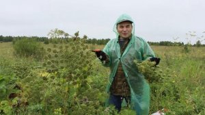 Как эффективно бороться с борщевиком без химикатов?