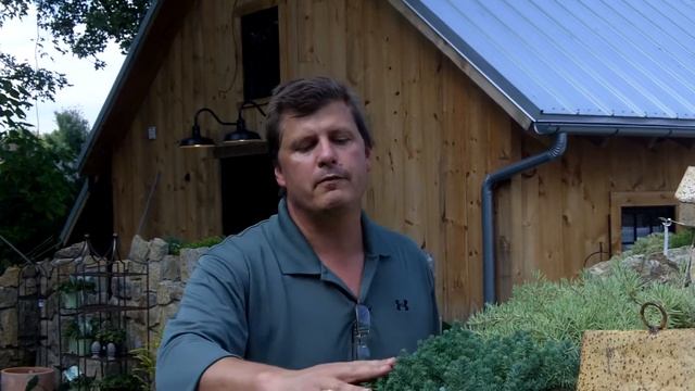 Sedum Blue Spruce Stonecrop смотреть онлайн