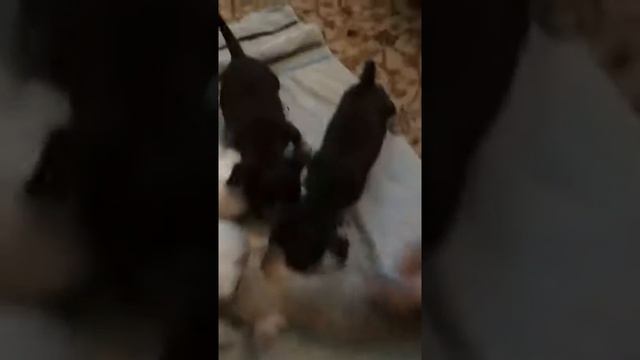 Щенки чихуахуа кушают сами 33 дня