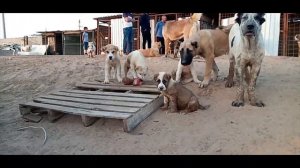 Лучшие АЛАБАИ Туркмении/Питомник в городе Мары/Туркменский Волкодав