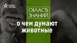 Зачем зверям мозг и как они им пользуются? Лекции зоолога Ильи Гомыранова