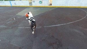 Футбол с амстаффом!
