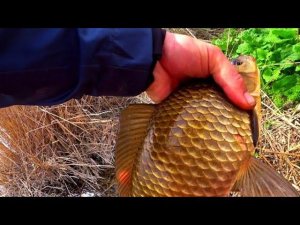 ЗАБРАЛСЯ В ОМУТ ГДЕ ЖИВУТ ЗОЛОТЫЕ КАРАСИ !!! ЛОЖАТ! ТОПЯТ! РЫБАЛКА НА ПОПЛАВОЧНУЮ УДОЧКУ