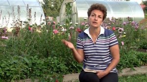 Вся правда о Тибетской малине.