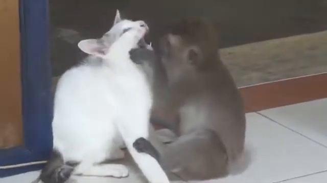 смешная кошка с обезъянкой смотреть онлайн
