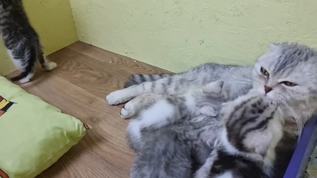 Котята зовут маму кошку слушать