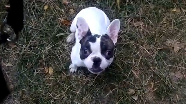 Французкий бульдог катается с детской горки смотреть онлайн