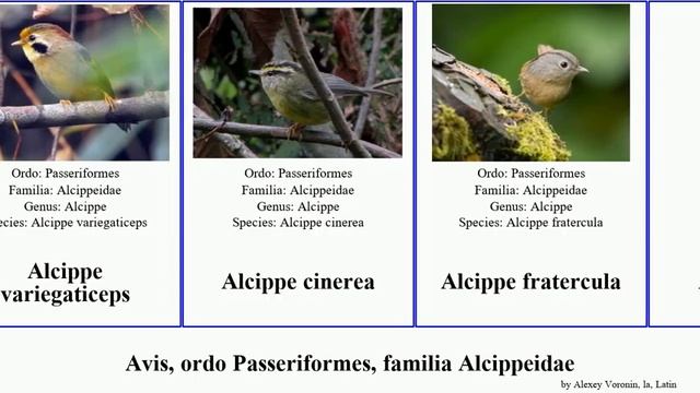 Avis, ordo Passeriformes, familia Alcippeidae bird cinerea nipalensis fratercula morrisonia hueti смотреть онлайн