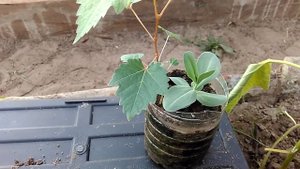 Виноград из косточки. Высаживаю саженцы в теплицу.