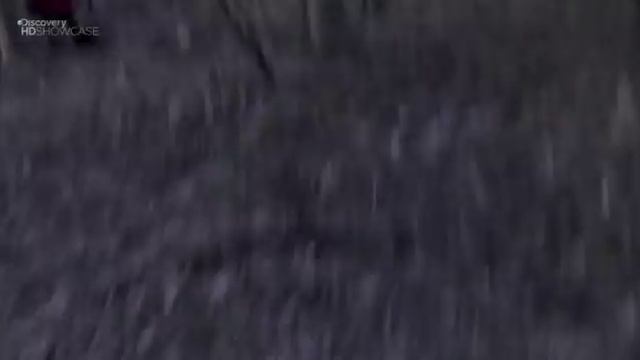 Выжить любой ценой штат Алабама смотреть онлайн