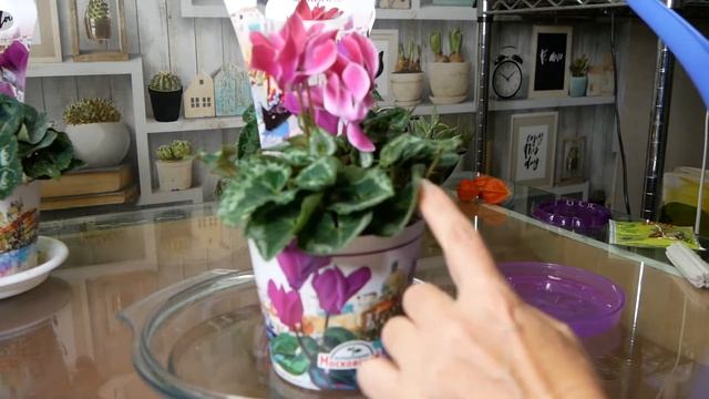 Цикламены Уход Полив Подкормка смотреть онлайн