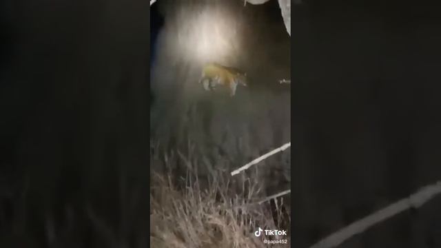 Daddy on the hunt, kind tiger Папа на охоте, добрый тигр