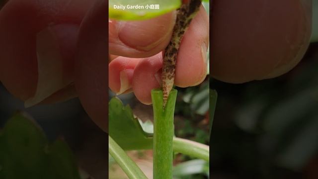 Kalanchoe grafting on Bryophyllum Pinnatum Plant