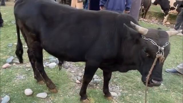 Имруз савдо чихел шуд бозорба чилсолаги регар нарҳи буқа гноҷин фарбе 13 мая 2023 г. смотреть онлайн