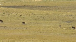 Дикая Монголия: Страна крайностей // Wild Mongolia - Animal WildLife