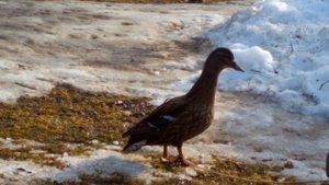 Утки для охоты, работа подсадной утки, выводок  2016