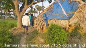 Village life at the foot of Arunachala, Tiruvannamalai. South India.