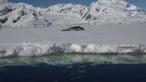 Антарктика и Антарктида