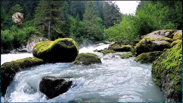 Звуки природы.  Шум горной реки ✦ Пение Птиц ✦ Birdsong