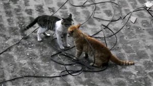 Драка котов