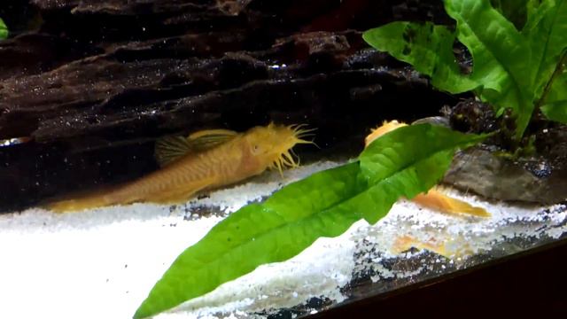 Bristlenose Pleco Breeding - Part One смотреть онлайн