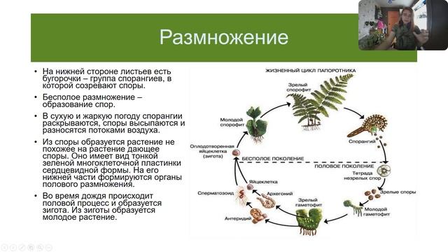 Ботаника. Споровые растения, Папоротники