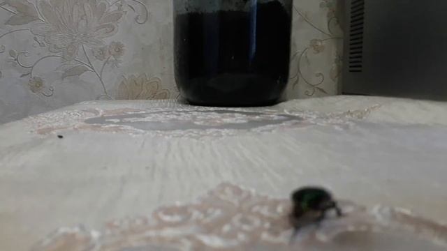 Жуки в домашних условиях смотреть онлайн