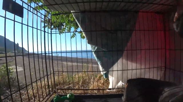 АПАРТАМЕНТЫ НАШИХ СОБАК НА МОРЕ