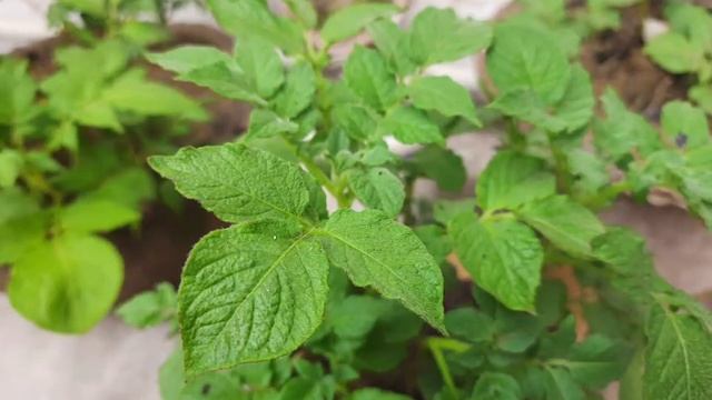 potato, (Solanum tuberosum) Plantation, Growing, harvesting смотреть онлайн