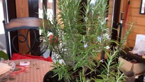 Розмарин - не только пряность! Цветение розмарина.