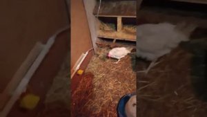 Содержание курятника зимой в гаражных условиях. #содержаниекур