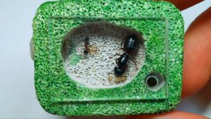 МУРАВЬИ CAMPONOTUS HERCULANUS//ФОРМИКАРИЙ//НОВОЕ ВИДЕО