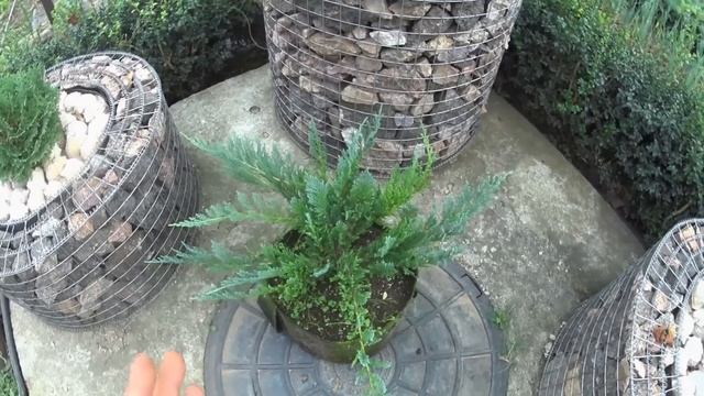 РАСПРОДАЖА. Можжевельники горизонтальные "Блю чип" (Blue Chip) и "Блю Карпет"' (Blue Carpet). смотреть онлайн