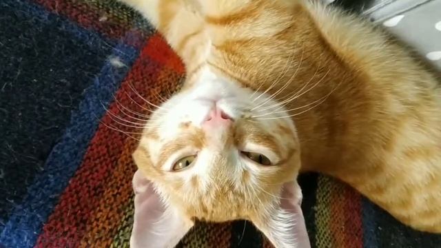 Избавилась от гриля, теперь все по другому!! смотреть онлайн