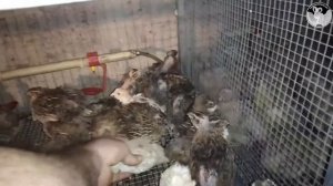 Куры чихают и хрипят чем лечить