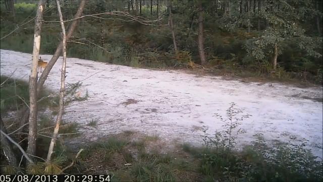 Пример работы фотоловушки для охраны Sititek iHunt S смотреть онлайн