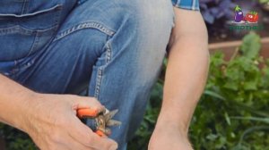 МЫ ТАКОГО НЕ ВИДАЛИ НИКОГДА!!! ОГУРЕЦ ШОША F1