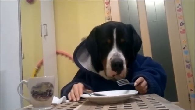 Грей на обеде смотреть онлайн