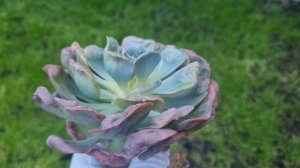 Echeveria Ivory Pagoda