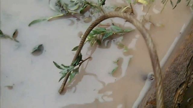 возле дома завелись лягушки, Такая нынче погода. Утаенная жизнь смотреть онлайн