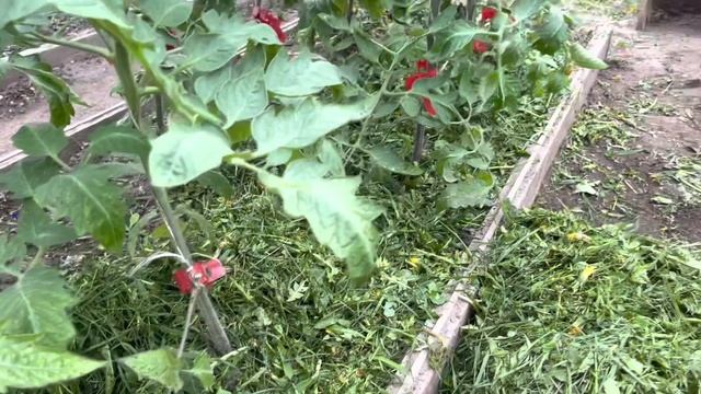 Мульчирование свежескошенной травой. Томатам месяц после высадки в теплицу. смотреть онлайн