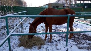 Словарь конника: Что такое левада или паддок?