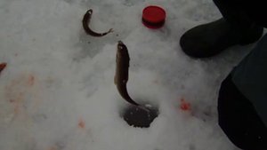 Ловля хариуса на Вишере зимой