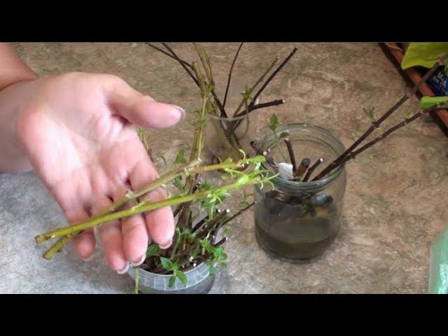 Настой из ивы - лучший природный корнеобразователь для черенков и рассады. смотреть онлайн
