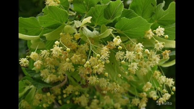 4 июля Ульянов день. Цветы липы для здоровья. Отворот от назойливого поклонника. Приметы и поверья.