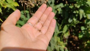 Как отличать по семенам борщевик Сосновского от борщевика сибирского