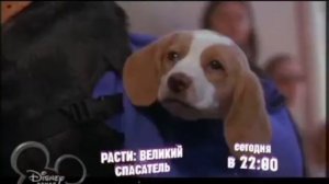 Disney Channel Russia - Заставки (2010-2022)