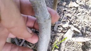 Формировка фундука методичка