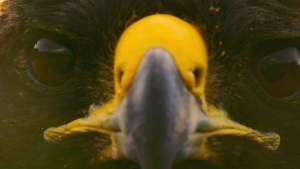 Галапогосский ястреб охотится на игуану.