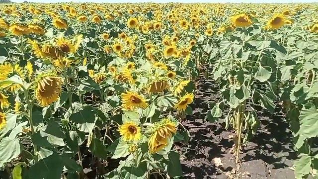 Как отличить  маму  от папы у подсолнуха!!! Подсолнух. Биология.